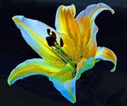 Hdr_lily_black_a