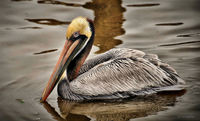 Jen_pelhdr