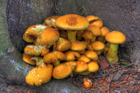 Img_0001_2_3enhancer