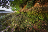 Teign