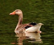 Grey_lag_goose