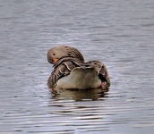 Preening_1___copy_copy_filtered_a