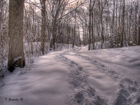 Hidden-lake-gardens2009-26_7_8