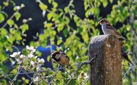 Three_waiting_for_food