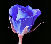 Electric_blue_digital_rose