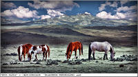 Open_range