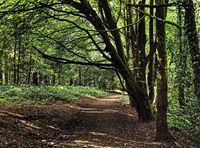 The_shady_path_a