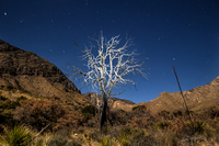 Favorite_tree_