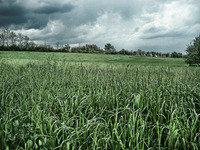 Green_field