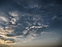 Birds
