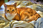 Gingy-hdr