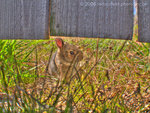 Hdr-rabbit