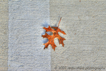 Still-life-leaf-on-concrete