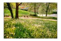Primavera