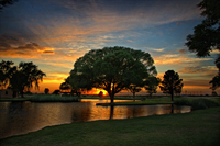 Tree_of_life