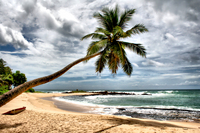 Palmera