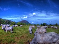 Cow3__2_copy