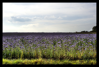 Lila_feld