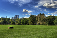 Lunch_on_the_lawn