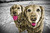 Lightroom_colorization-1