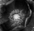 Poppies_b_w