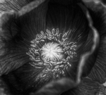 Poppies_b_w