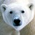 Orso