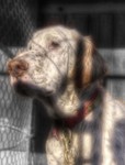 Hdr_creme
