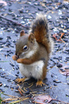 Squirrelgbf