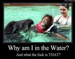 Orangutan baby water