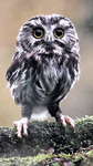 Chouette