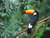 Toco_toucan