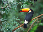 Toco_toucan