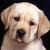 Dogs-avatar-121