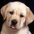 Dogs-avatar-121