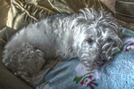 Toby