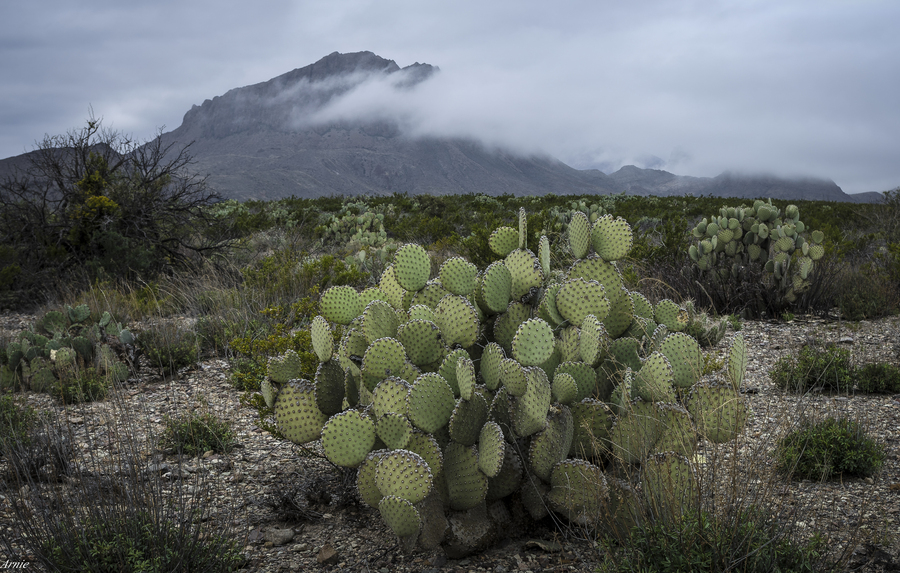 Cold Cactus Morning hdrcreme