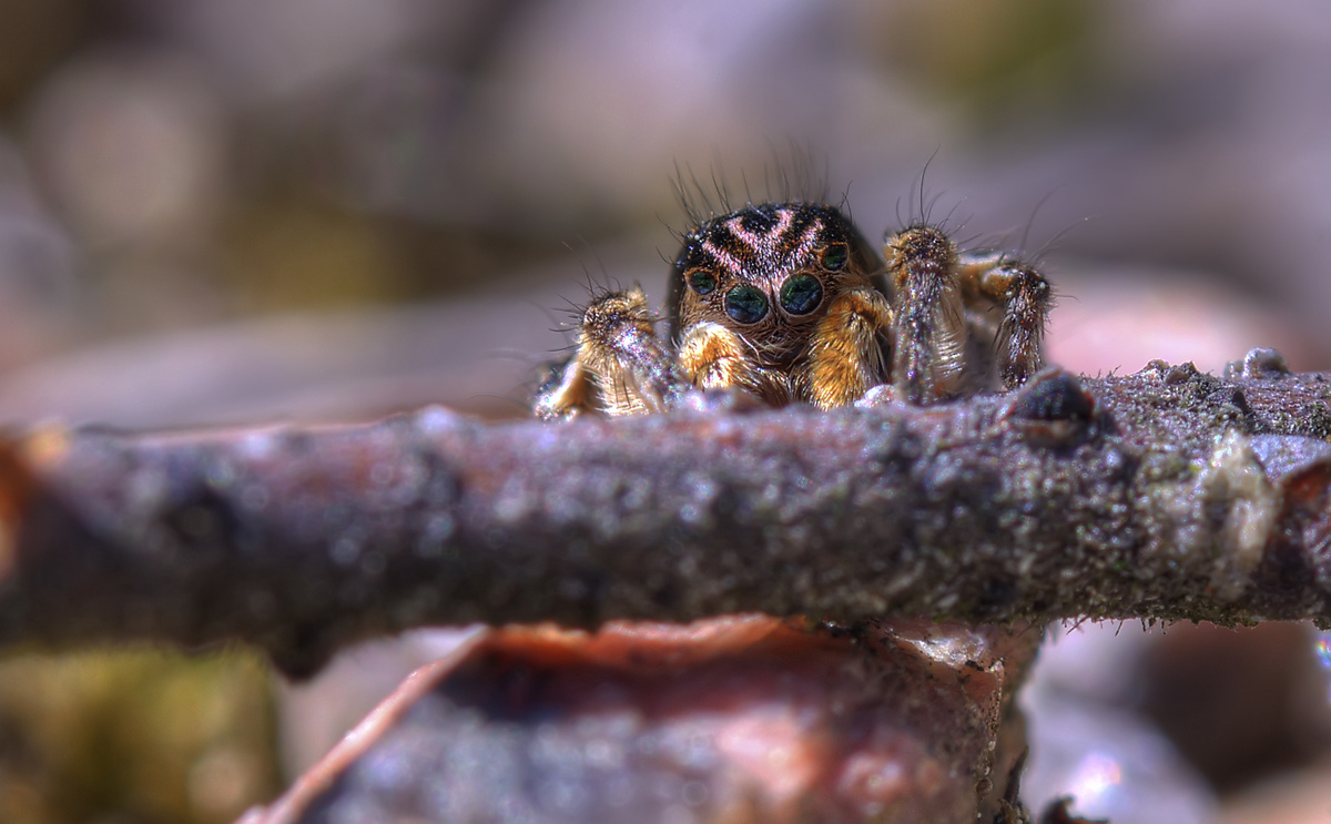 Паук Скакунчик - hdrcreme